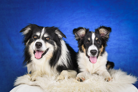 Two happy Border Collie dogs posing together in studio.Portrait of two cheerful Border Collie dogs...