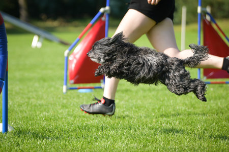 Dog is jumping over the hurdles. Amazing day on Czech agility competition.