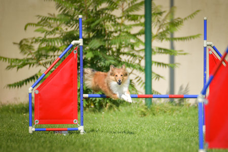 Dog is jumping over the hurdles. Amazing day on Czech agility competition.