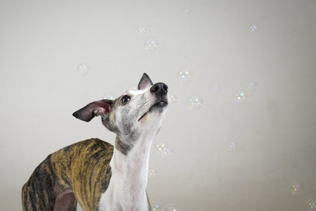 photo of dog in photo studio on white color. white background in photo studio with dog.の写真素材