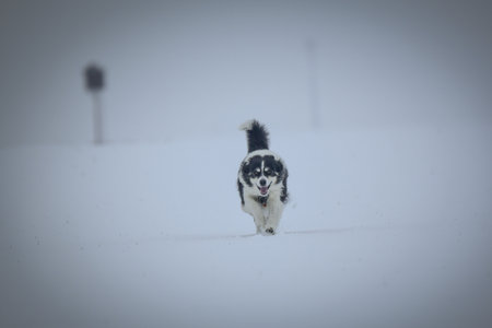 A border collie is running on the field in the snow.