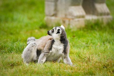 Ring-tailed lemur sitting on green grass, looking to the side.