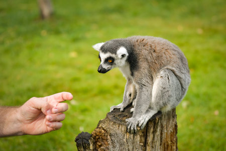 Ring-tailed lemur sitting on a tree stump, looking to the side.の写真素材