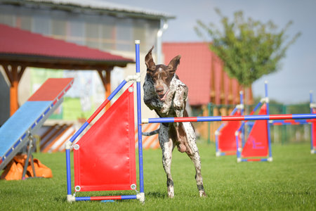 Dog is jumping over the hurdles. Amazing day on Czech agility competition.