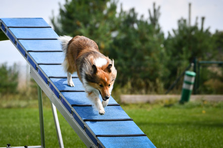 Dog is running on agility balance beam.