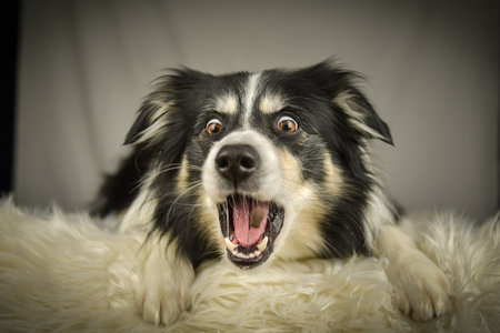 Border Collie lying on a rug, focused expression while watching and catching a treat.の写真素材