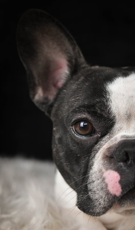 Close-up detail of a French Bulldog's face and eye with black background.の写真素材