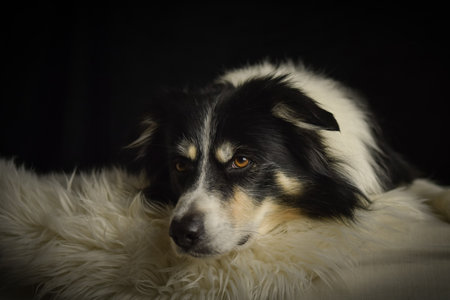 Close-up portrait of a black and white Border Collie lying on a fluffy white rug against a dark background.の写真素材