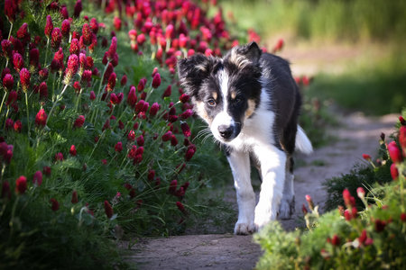 Playful Border Collie puppy running through a vibrant field of red clover flowers on a sunny spring day.の写真素材