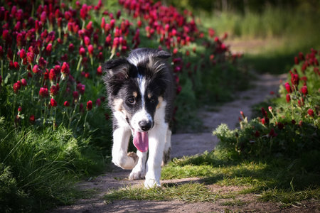 Playful Border Collie puppy running through a vibrant field of red clover flowers on a sunny spring day.の写真素材
