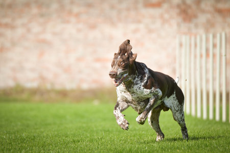 Dog is running slalom on his agility training on agility summer camp Czech agility slalom.の写真素材