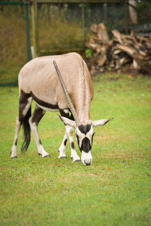 Gemsbok or oryx (Oryx gazella) grazing on grass in a zoo environment.の写真素材