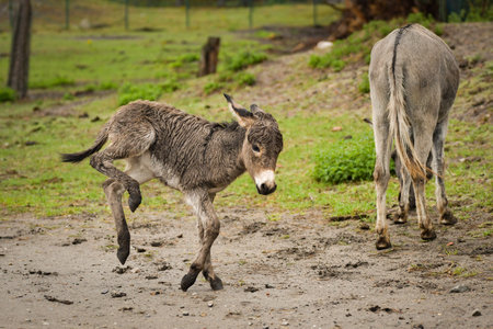 Newborn donkey foal walking on grass slope, still with wet fur.