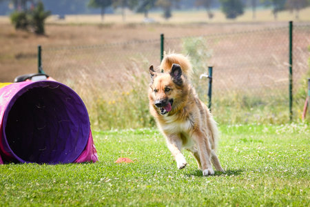 A dog running through a colorful agility tunnel during training or competition. Active pet participating in canine sport and outdoor exercise.の写真素材