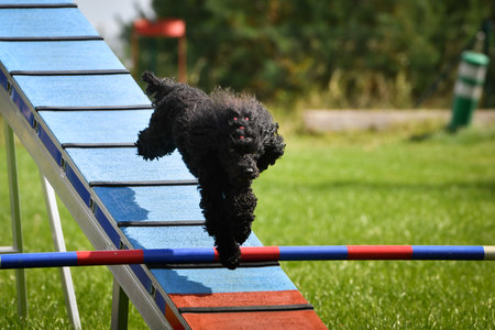 Dog is running on agility balance beam. She is so incredible dog on agility.の写真素材