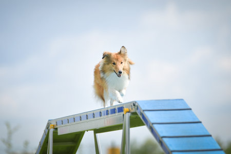 Dog is running on agility balance beam. She is so incredible dog on agility.の写真素材