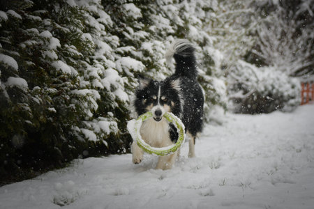 Black and white Border Collie running in snow with a green toy ring in its mouth during winter playtime.の写真素材