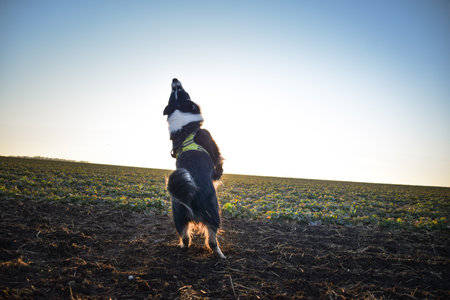 Border Collie jumping on a field during sunset, backlit by the sun.の写真素材