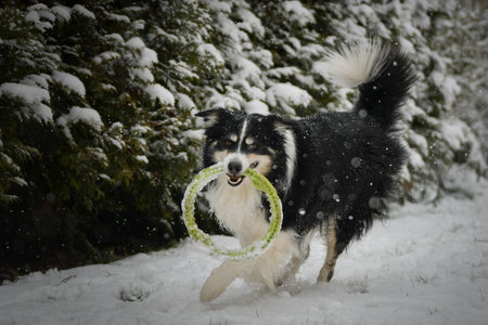 Black and white Border Collie running in snow with a green toy ring in its mouth during winter...