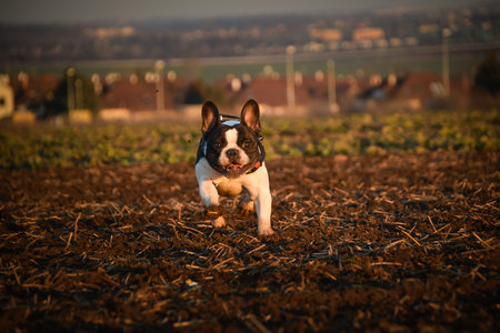 French Bulldog running fast on a field during sunset, energetic and joyful pet.の写真素材