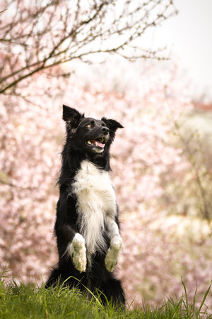 Spring portrait of dog in nature. He is so cute in nature. He has such a lovely faceの写真素材