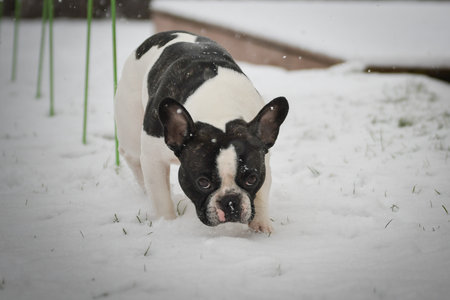 French Bulldog walking through fresh snow in winter garden, curious expression.の写真素材