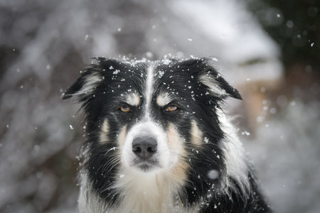 Portrait of a Border Collie in winter, snowflakes on fur and intense gaze.の写真素材