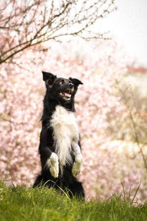 Spring portrait of dog in nature. He is so cute. He has such a lovely faceの写真素材