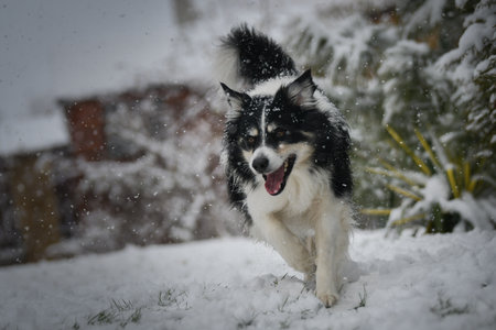 Energetic Border Collie running outdoors in snowy backyard, tail up and playful mood.