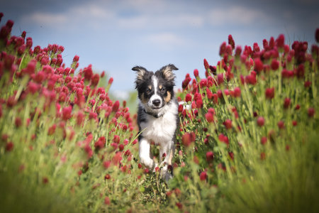 Playful Border Collie puppy running through a vibrant field of red clover flowers on a sunny spring day.の写真素材