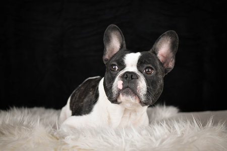French Bulldog lying on a fluffy white rug against a black background, looking calm and relaxed.の写真素材