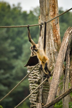 Spider monkey climbing wooden structures with ropes in zoo enclosure.の写真素材