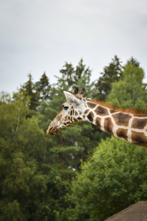 Close-up portrait of a giraffe with trees and cloudy sky in the background.の写真素材