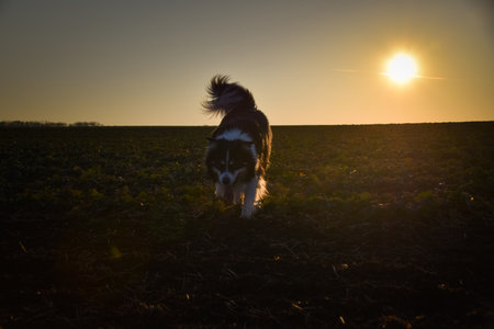Border Collie walking and playing in the field at sunset. Dog silhouette and warm evening light in rural landscape.の写真素材
