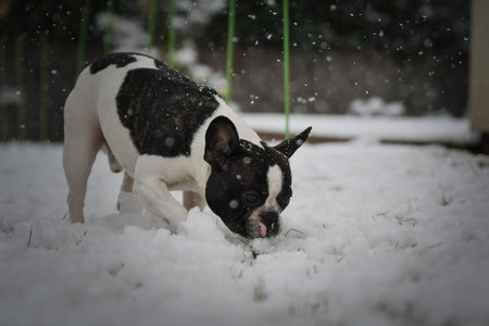 French Bulldog walking through fresh snow in winter garden, curious expression.の写真素材