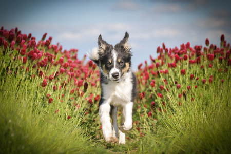 Playful Border Collie puppy running through a vibrant field of red clover flowers on a sunny spring day.の写真素材