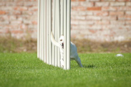Dog is running slalom on his agility training.の写真素材