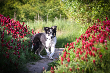 Playful Border Collie puppy running through a vibrant field of red clover flowers on a sunny spring day.の写真素材