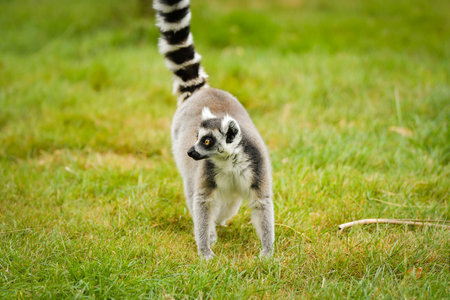 Ring-tailed lemur (Lemur catta) sitting and walking on green grass in a natural outdoor enclosure. Curious primate with long striped tail showing typical behavior and posture.の写真素材