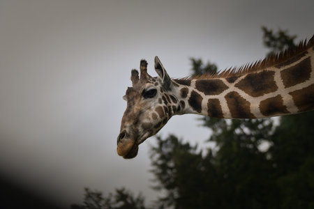Close-up portrait of a giraffe with trees and cloudy sky in the background.