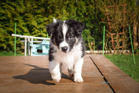 Playful Border Collie puppy exploring the garden and wooden terrace on a sunny day. Cute young dog running and playing outdoors.の写真素材