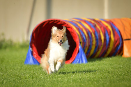 A dog running through a colorful agility tunnel during training or competition. Active pet participating in canine sport and outdoor exercise.の写真素材