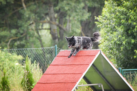 Dog, is running on agility A frame. Amazing evening, Hurdle having private agility training for a...