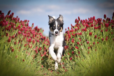 Playful Border Collie puppy running through a vibrant field of red clover flowers on a sunny spring day.の写真素材