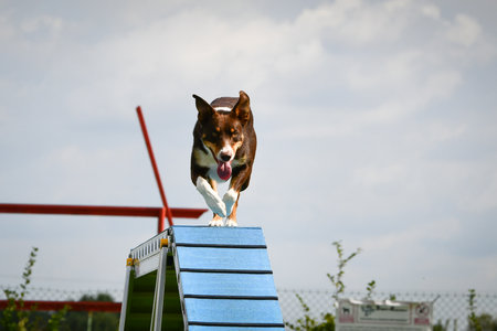 Dog is running on agility balance beam.の写真素材