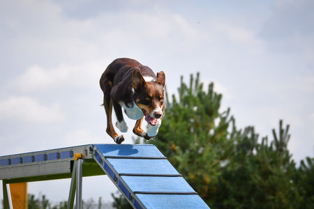 Dog is running on agility balance beam. She is so incredible dog on agility.の写真素材