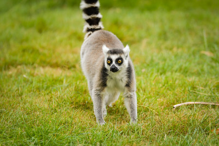 Ring-tailed lemur (Lemur catta) sitting and walking on green grass in a natural outdoor enclosure....