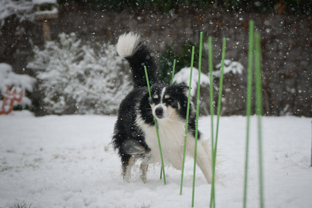 Border Collie dog training agility weave poles in the snow. Energetic herding breed running outdoors during winter, showing focus and athletic movement.の写真素材