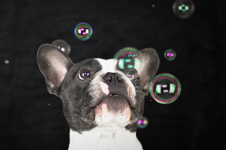 Curious dog looking at soap bubbles against a black background. Cute small dog fascinated by floating colorful bubbles, showing playful expression.の写真素材