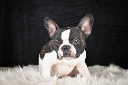 French Bulldog lying on a fluffy white rug against a black background, looking calm and relaxed.の写真素材